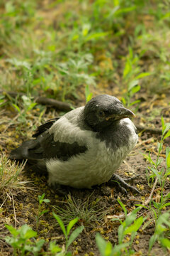 High angle view of a young hooded crow fledgling sitting on the ground. Grey crow chick on dirt soil and green grass patch, realistic wildlife photography and ornithology concept.