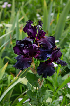 Hybrid iris Back in Black on a clear sunny day. Flora domestic indoor plants and flowers.