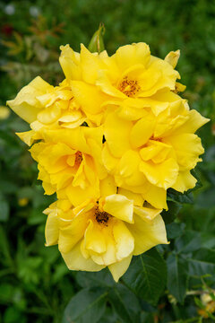Anthony Meilland garden rose on a clear sunny day. Flora domestic indoor plants and flowers.