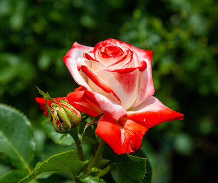 Rose Imperatrice Farah on a clear sunny day. Flora domestic indoor plants and flowers.
