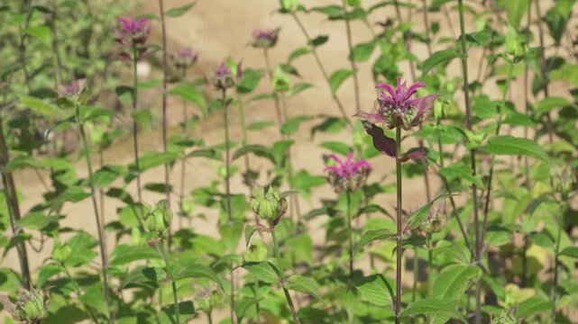 Slender stems and purple-pink flower heads of scarlet beebalm sway gently in a bright garden bed. Ideal for botanical reference material, environmental documentaries, and nature videos.
