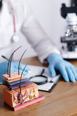 Clinical skin cross section model with hair follicles and trichologist doctor in gloves for dermatology