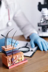 Clinical skin cross section model with hair follicles and trichologist doctor in gloves for dermatology © Parilov
