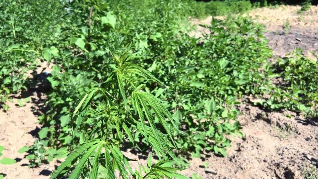 Wild cannabis plants growing densely in a sunny outdoor field with mixed weedy vegetation