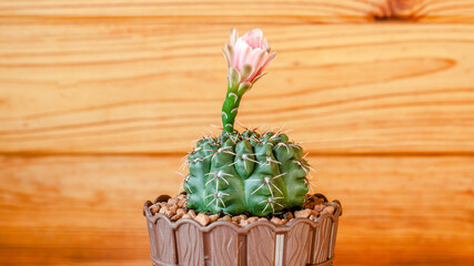 cactus in a pot © lazalnik