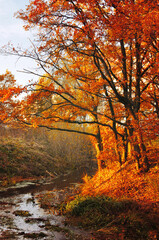 Fototapeta premium Serene autumn landscape - oak trees with vibrant orange and golden leaves lining the bank of a small tranquil stream, vertical sunny October forest background