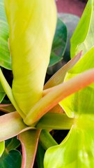 Close Up of Lime Green Philodendron Leaves with Fresh New Growth © Piawmiaw