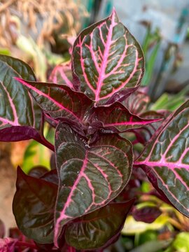 Colorful Purple Bloodleaf Plant with Bright Pink Vein Pattern