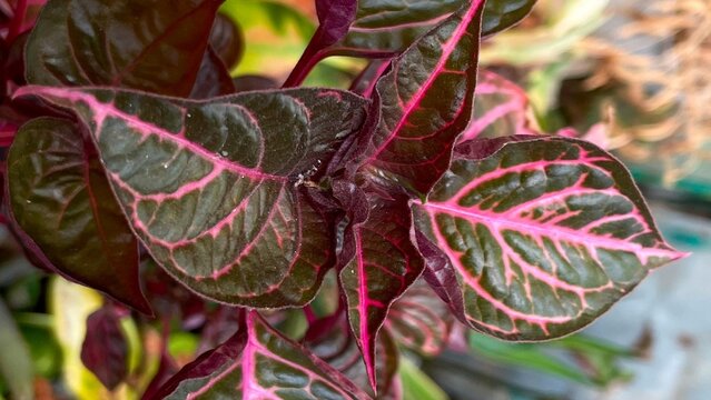 Close Up of Purple and Pink Iresine Leaves with Vibrant Veins