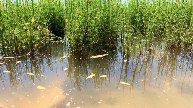 Dense stand of water horsetail growing in shallow river water with muddy bank and floating leaves