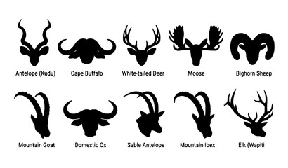 Obraz premium Wildlife horn silhouettes collection with labeled kudu, buffalo, deer, moose, sheep, goat, ox, ibex, and elk heads illustrated