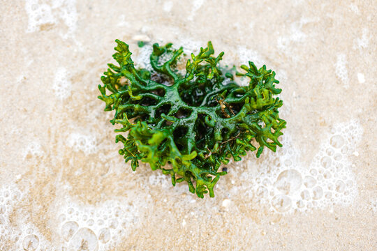 close up of a green algae 