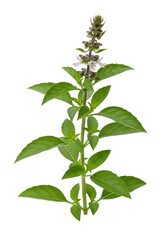 Fototapeta premium Fresh green basil plant with small purple flowers growing on a tall stem for kitchen herb