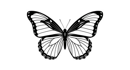 Butterfly Line Art Vector Illustration © Anis