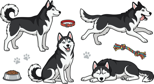 Siberian husky dog character vector set showing cartoon pet standing, running, sitting, sleeping, with collar, food bowl, and rope toy elements