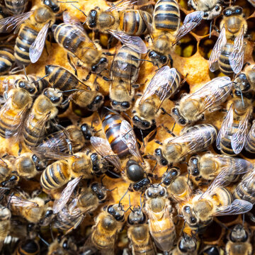 Queen bee and working bees.