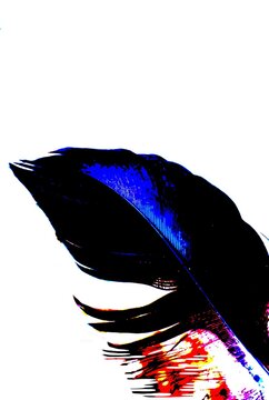 An abstract illustration of posterized chicken feathers with a bluish-purple and white color palette.