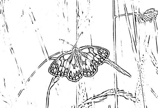 A black and white illustration of a butterflies among rice stalks