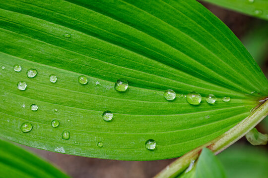Water droplets on a green leaf.
