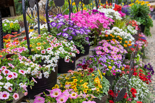 Blooming potted flower display of annuals, mostly petunias lined up in rows.