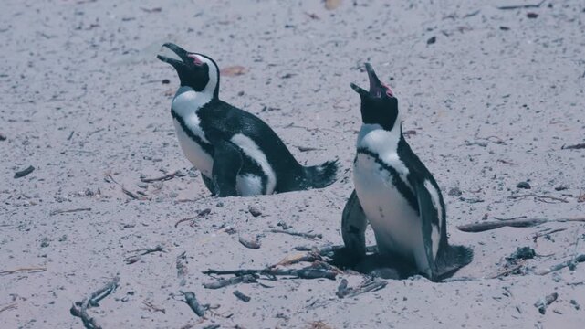 Two African penguins (Spheniscus demersus) vocalize while standing on a sandy beach with scattered twigs and debris.