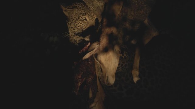 An African leopard feeds on a freshly killed impala in low light, demonstrating nocturnal predation behavior.