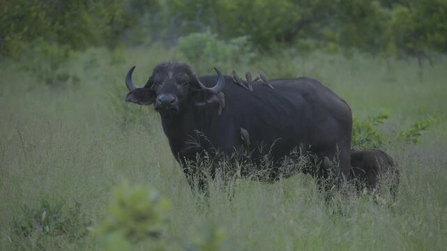 A Cape buffalo stands in tall grass while a calf nurses and several oxpeckers perch on the adult's back in a natural savanna habitat.