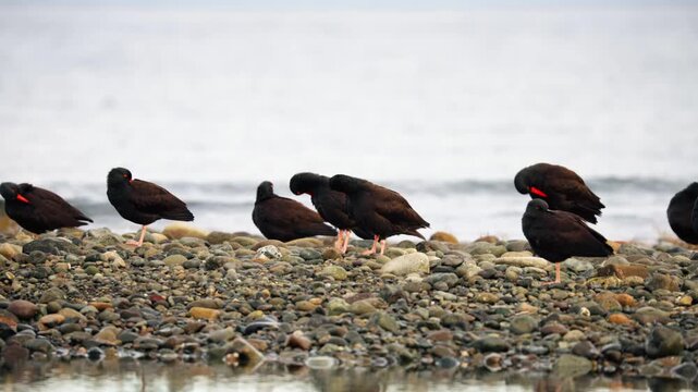 A group of black oystercatchers (Haematopus bachmani) rest and preen on a pebble-covered shore with calm water in the background.