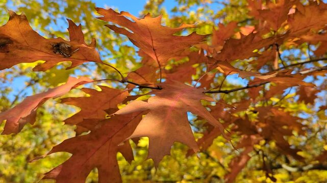 Beautiful orange-red leaves of the swamp oak sway on the trees. Blue natural background of blue cloudy sunny sky. Concept of arrival of autumn. Close up. Copy space.
