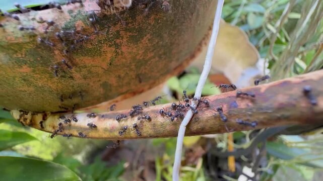 Ant Colony Trailing Along a Branch Near a Terracotta Pot. A macro view of black ants creating a busy trail along a branch beside an old, mossy terracotta plant pot in an outdoor garden setting.