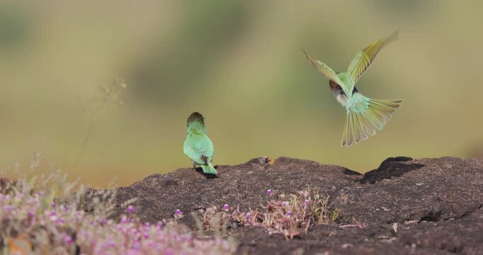 Blue-cheeked Bee-eater landing beside its basking partner; slow motion morning rock arrival pair bond stasis.