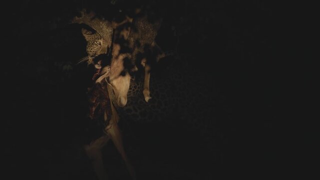 An African leopard (Panthera pardus) carries and feeds on an impala carcass in darkness, showcasing nocturnal predation behavior.