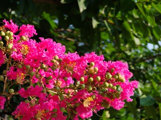 Obraz premium Closeup of a pink crape myrtle flower against a tree in the background