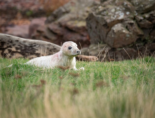 Fototapeta premium Grey Seal pup on the grass above the rocky beach at St Abbs Head, Scotland, UK