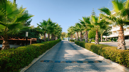 Obraz premium Row of green palm trees along a pathway at a tropical resort garden. Summer vacation travel, evening light, relaxation concept.