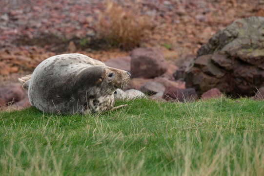 Grey Seal female on the grass aove a beach at St Abbs Head, Scotland