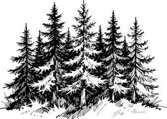 Fototapeta premium Cluster of tall pine trees with dense foliage forest nature illustration, black and white sketch
