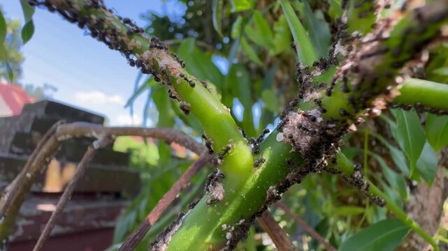 Ants Tending to Aphids on a Thick Green Plant Stem, Extreme close-up of a heavy infestation of black ants tending to aphids or scale insects on a thick green plant stem in a garden.