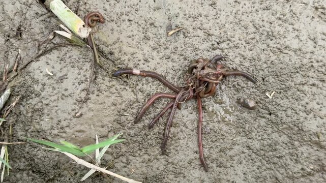 Nightcrawlers and common earthworms both improve soil structure by aerating, enriching nutrients, and enhancing water infiltration for healthy growth.