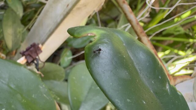 Solitary Black Ant Resting on a Damaged Green Leaf, Macro photograph focusing on a single black ant standing near the torn, damaged edge of a bright green leaf in a natural outdoor environment.