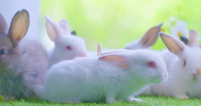 Healthy lovely baby bunny easter brown rabbit on nature background eating grass. fluffy rabbits sniffing, looking around, Lovely mammal with beautiful bright eyes in nature life. Symbol of easter day.