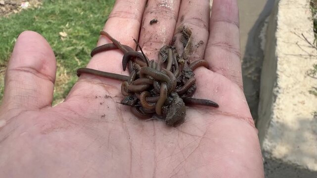 Nightcrawlers and common earthworms both improve soil structure by aerating, enriching nutrients, and enhancing water infiltration for healthy growth.