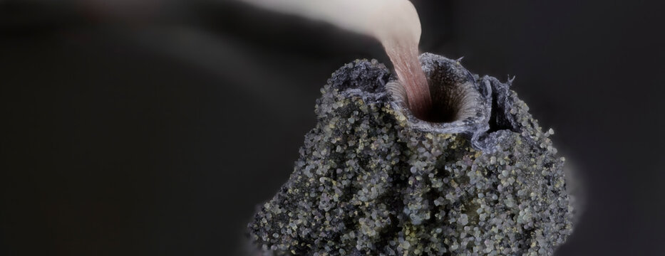 Microscopic view of tulip stamen macro photography close up of pollen grains on anther flower reproductive organ details panoramic crop background captured under microscope lens