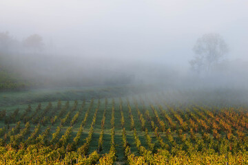 Obraz premium Scenic aerial view of a vineyard shrouded in morning mist. Ideal for wine industry marketing, travel brochures, and concepts of tranquility and growth.
