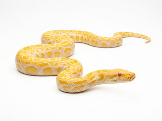 Fototapeta premium Albino burmese python snake curled up on white background for world snake day with wildlife