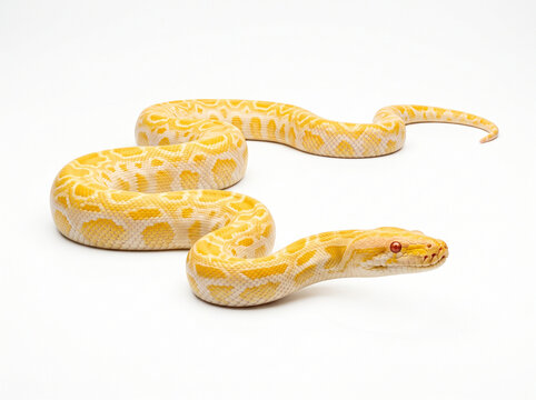Albino burmese python snake curled up on white background for world snake day with wildlife