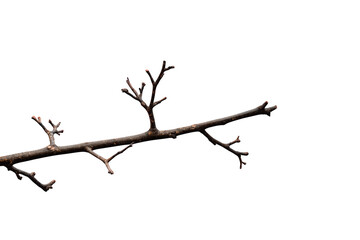 Obraz premium Leafless tree branch showing new buds for spring on transparent background representing growth and season change