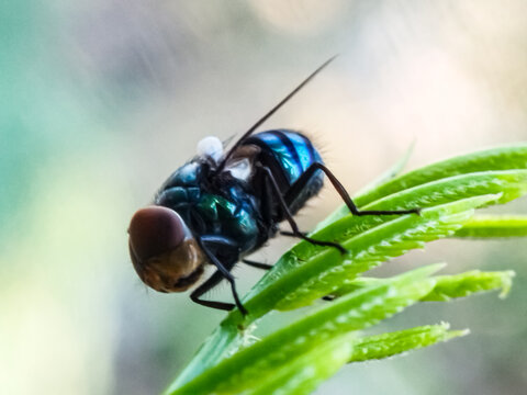 Cochliomyia hominivorax, the New World screw worm fly, or screw-worm for short, is a species of parasitic fly that is well known for the way in which its larvae (maggots) eat the living tissue.