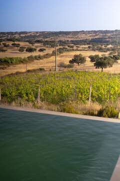 Scenic view of a vineyard and swimming pool overlooking the rolling hills of the Portuguese countryside. Rows of grapevines contrast with the dry summer landscape and scattered cork oak trees