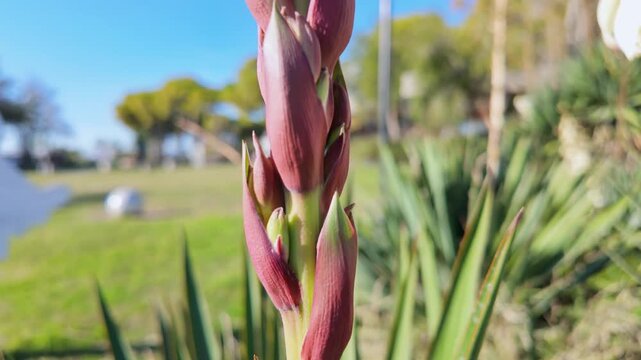 Close-up of reddish unopened yucca flower buds rising above green blades in a park.
